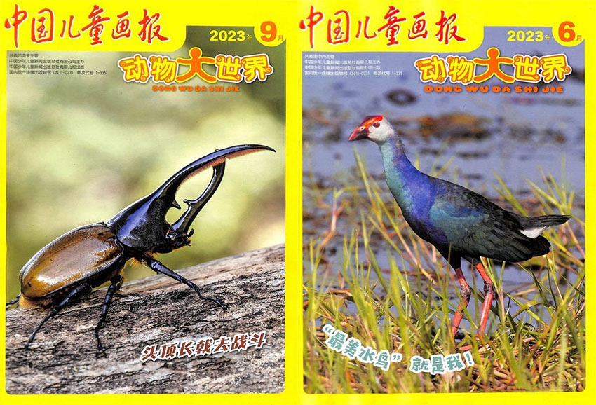 中国儿童画报样刊图片